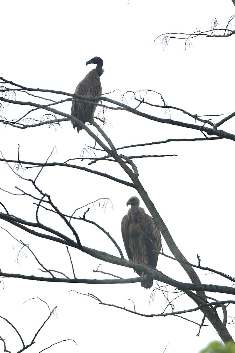 Slender-billed Vulture - ML640034272