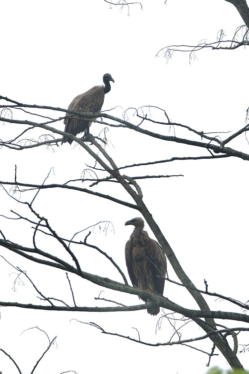 Slender-billed Vulture - ML640034278
