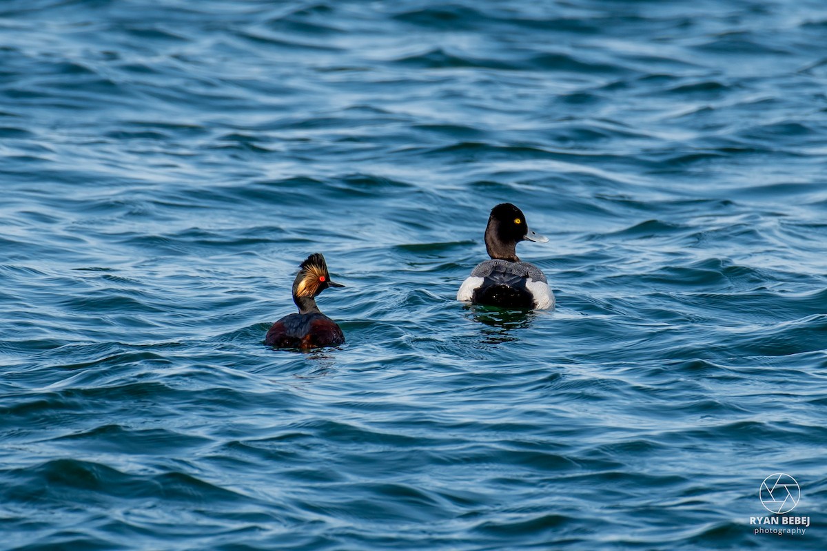 Lesser Scaup - ML640034300