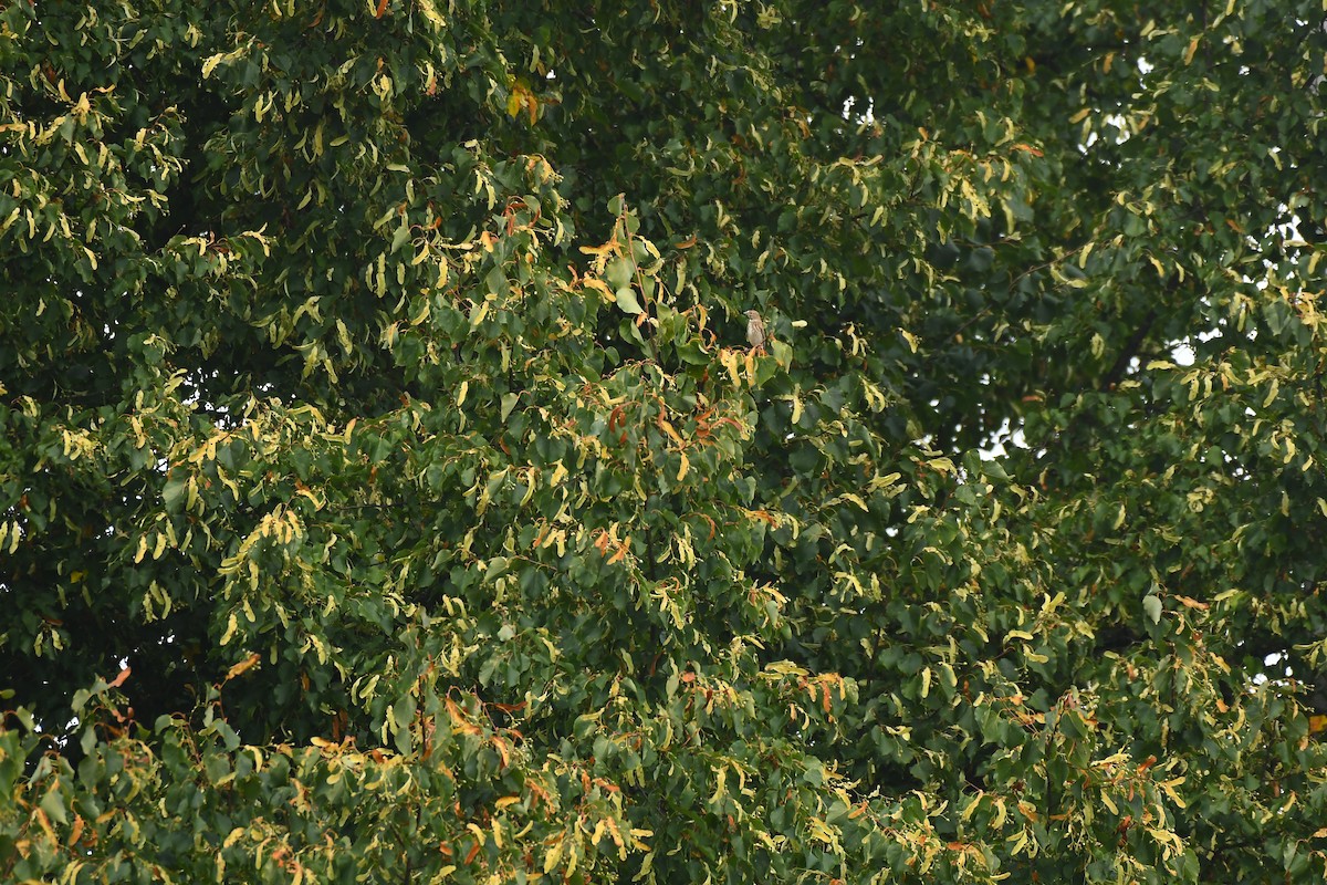 Алтан цэгцүүхэй - ML640034332
