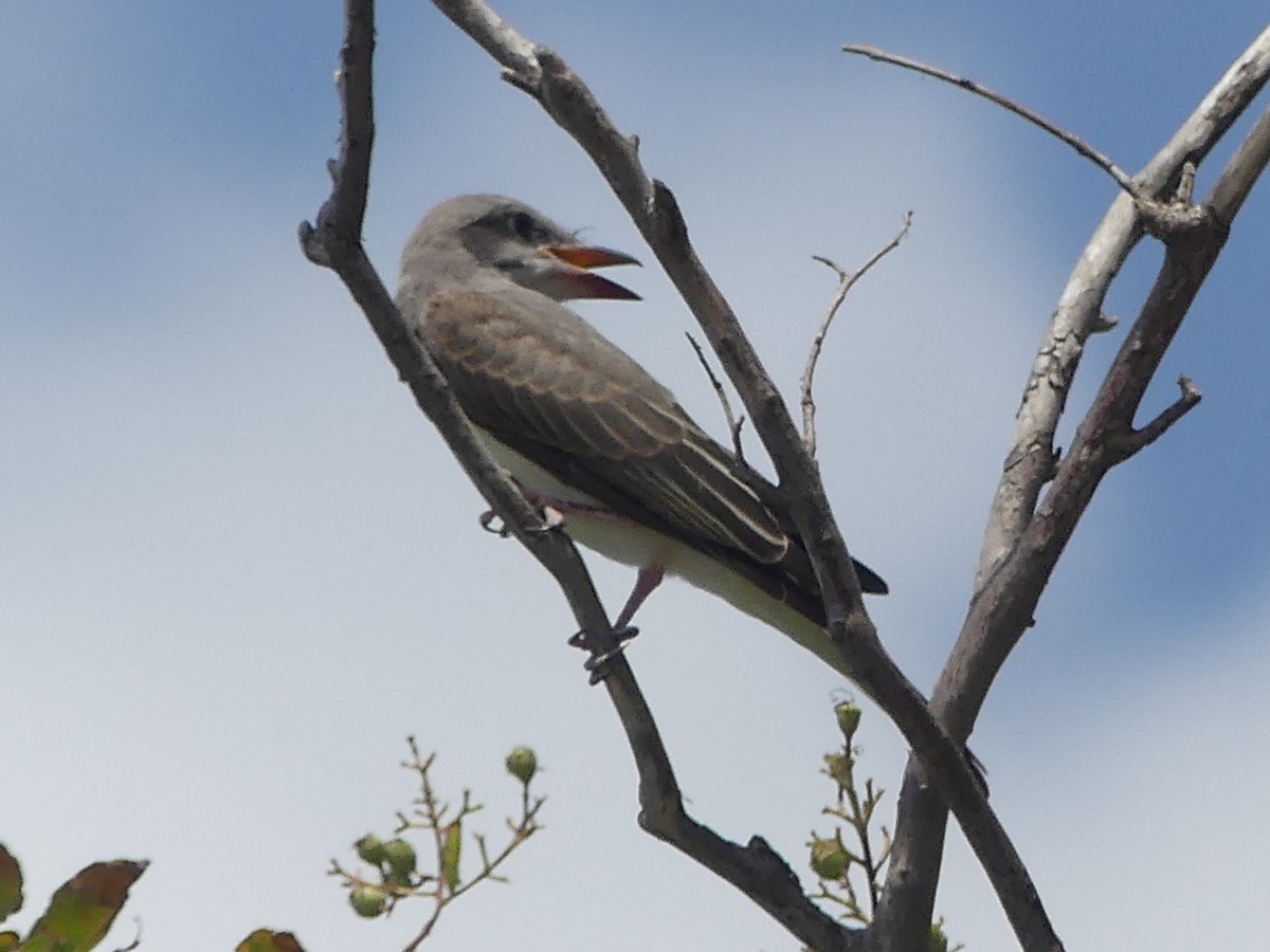 Gray Kingbird - ML640034347
