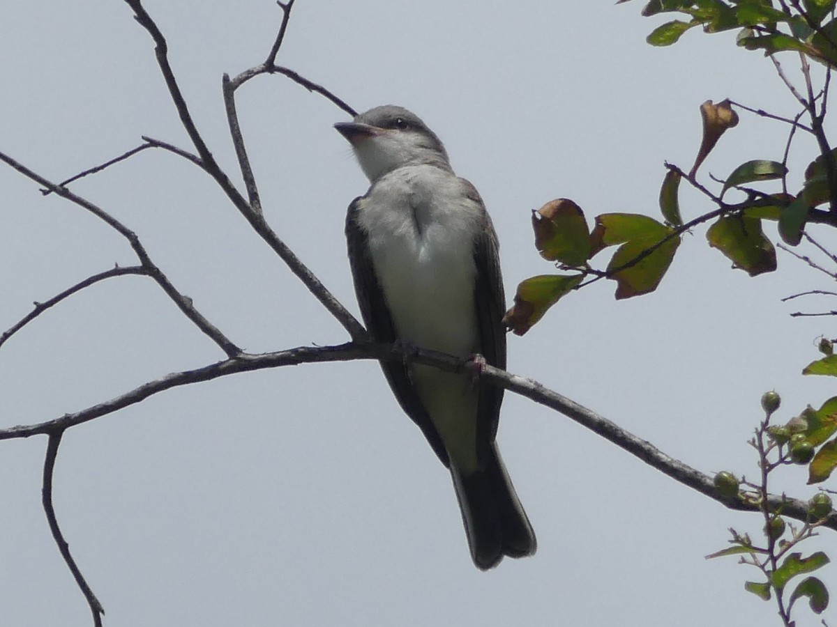 Gray Kingbird - ML640034353