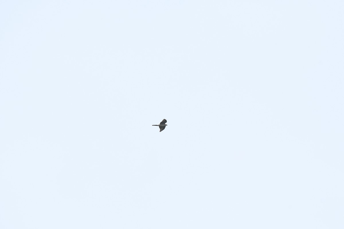 Тетеревятник - ML640034394