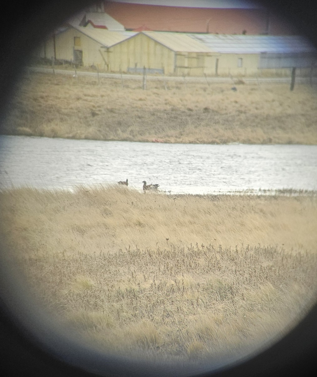 Oca testagrigia - ML640034407