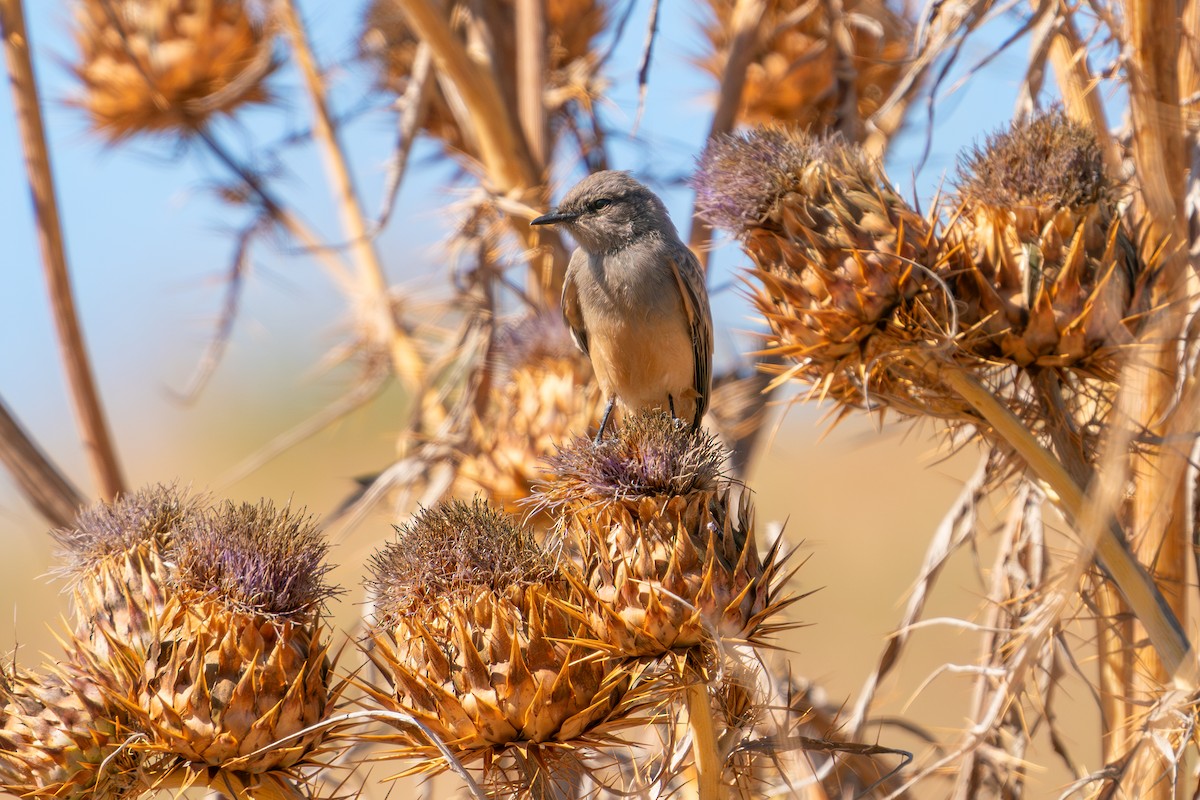 Say's Phoebe - ML640034431