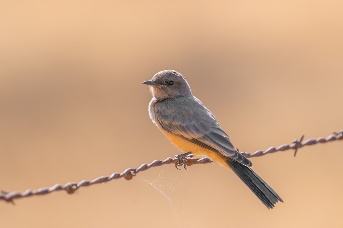 Say's Phoebe - ML640034432