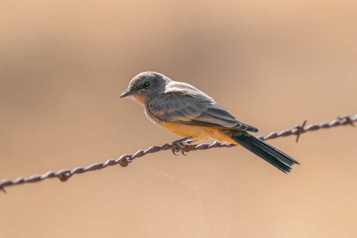 Say's Phoebe - ML640034433