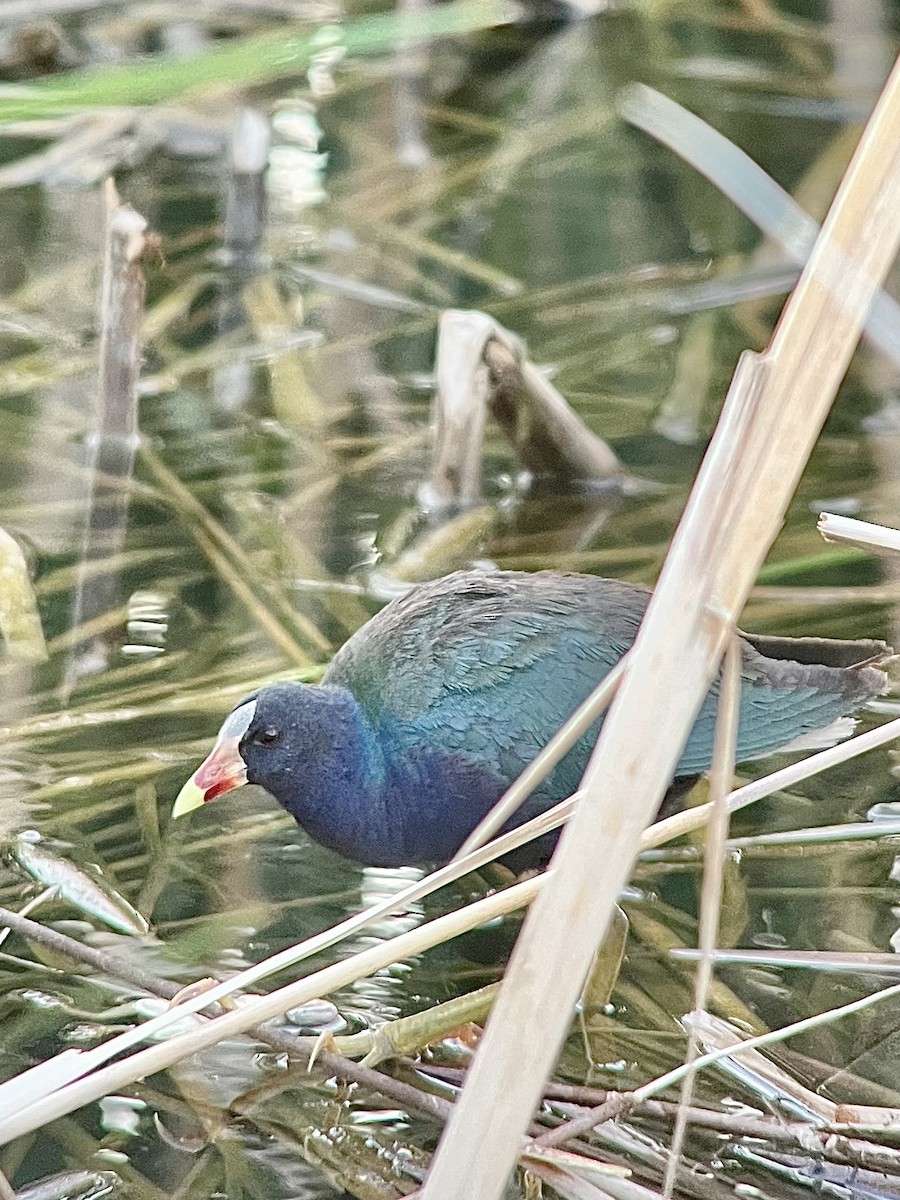 Purple Gallinule - ML640034444