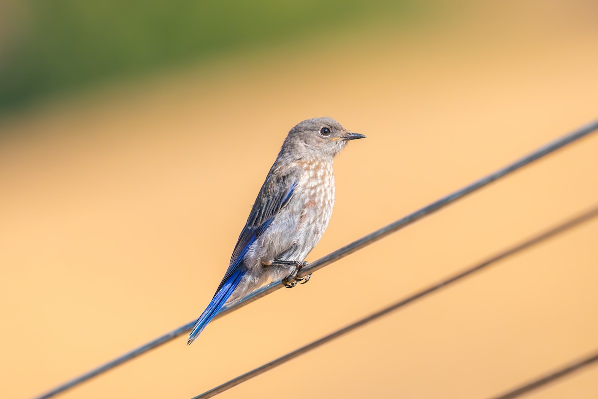 Western Bluebird - ML640034466