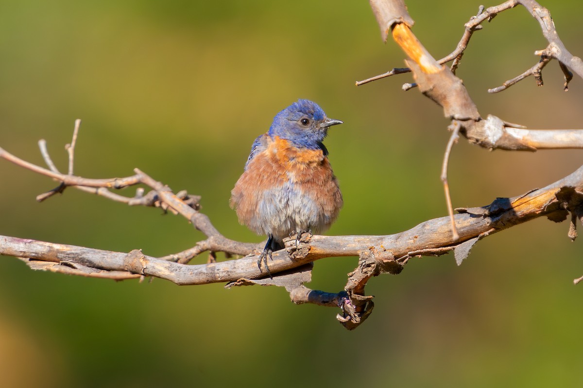 Western Bluebird - ML640034467