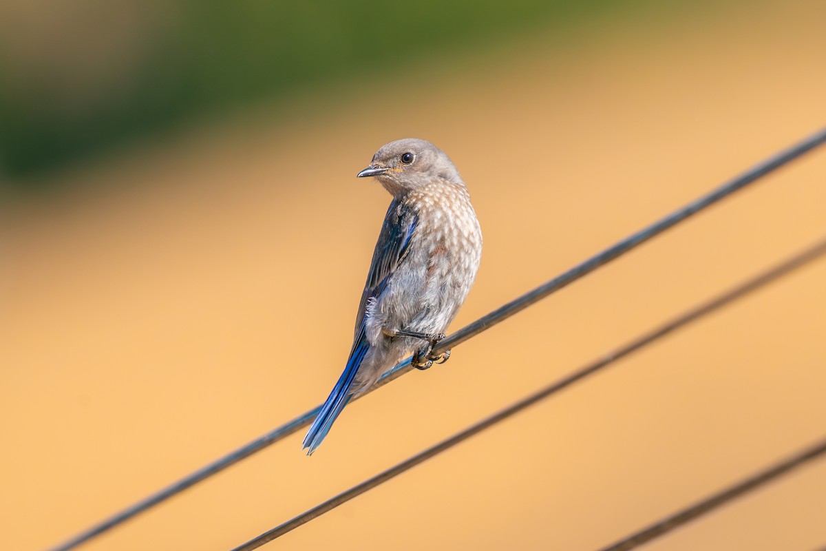 Western Bluebird - ML640034468