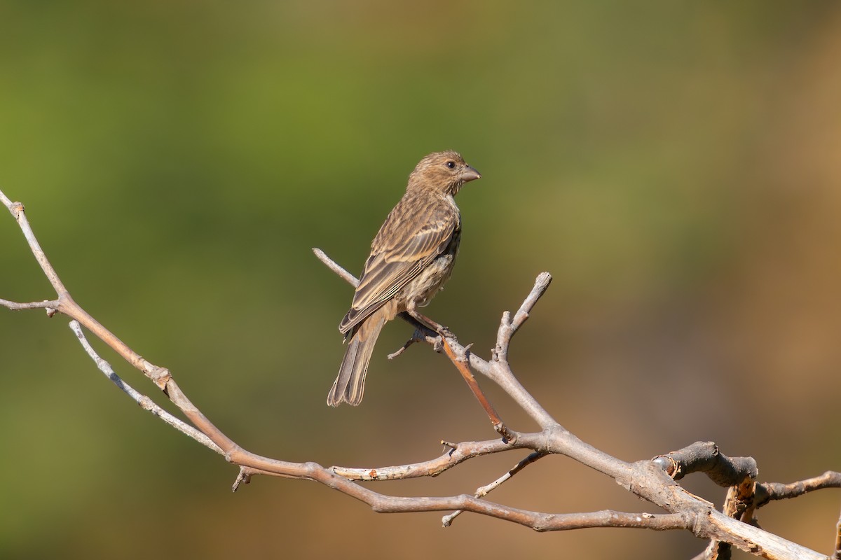 House Finch - ML640034473