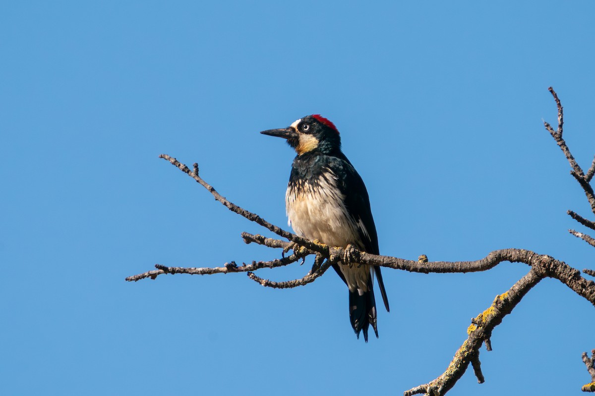 Acorn Woodpecker - ML640034482