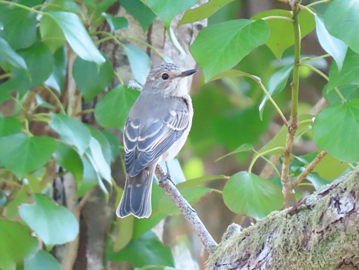 Spotted Flycatcher - ML640034496