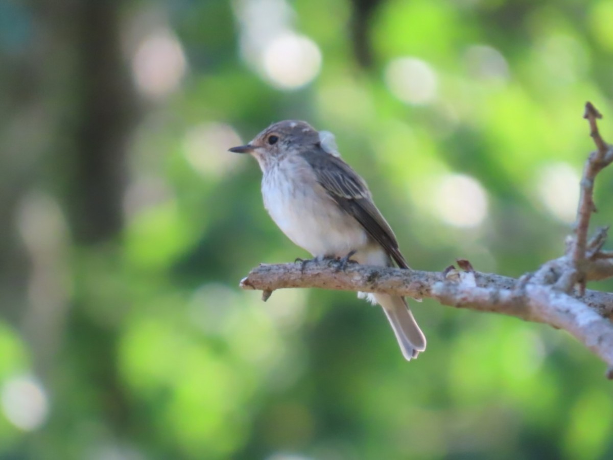 Spotted Flycatcher - ML640034497
