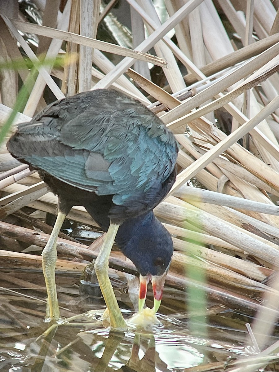 Purple Gallinule - ML640034502