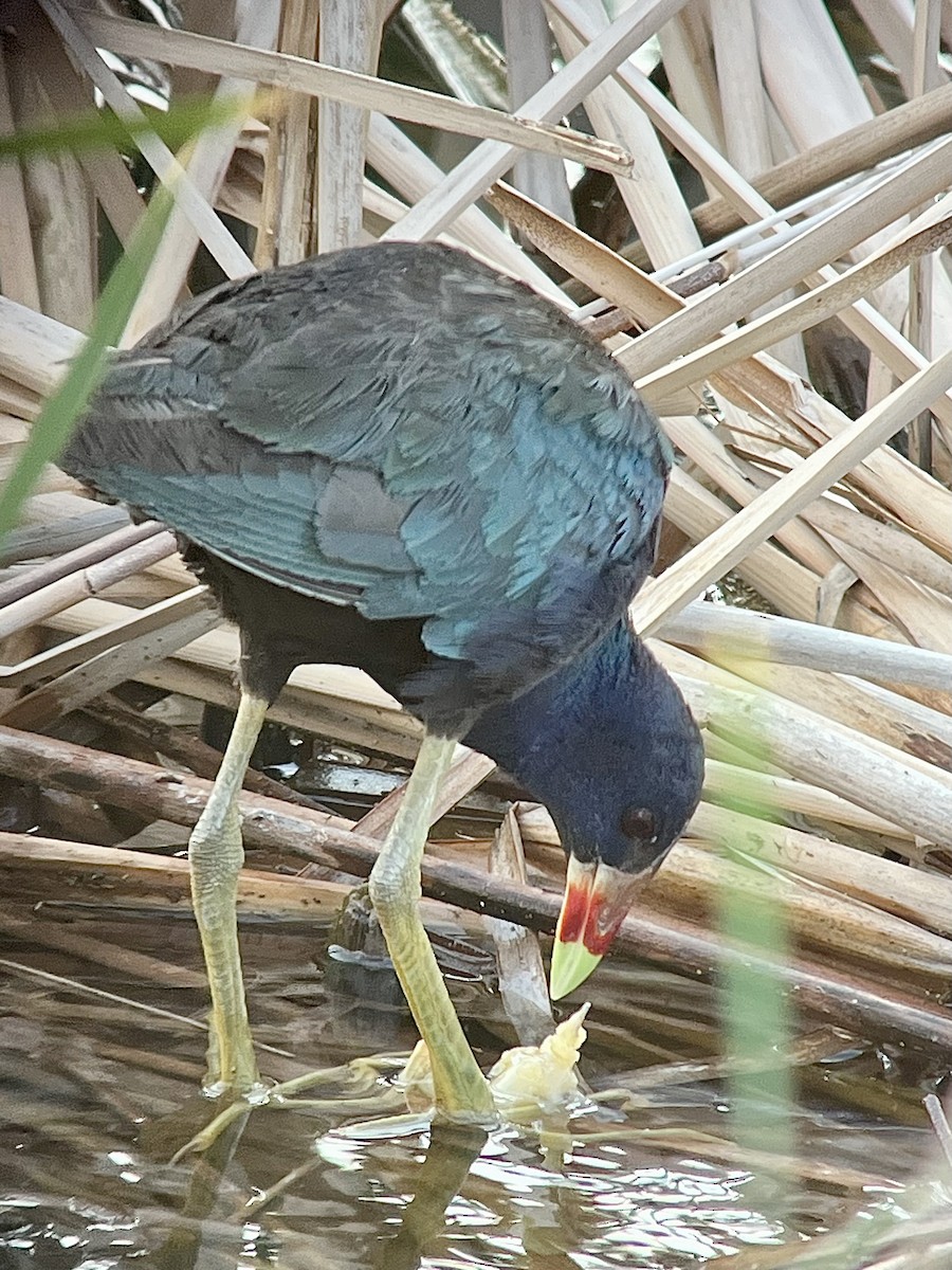 Purple Gallinule - ML640034503