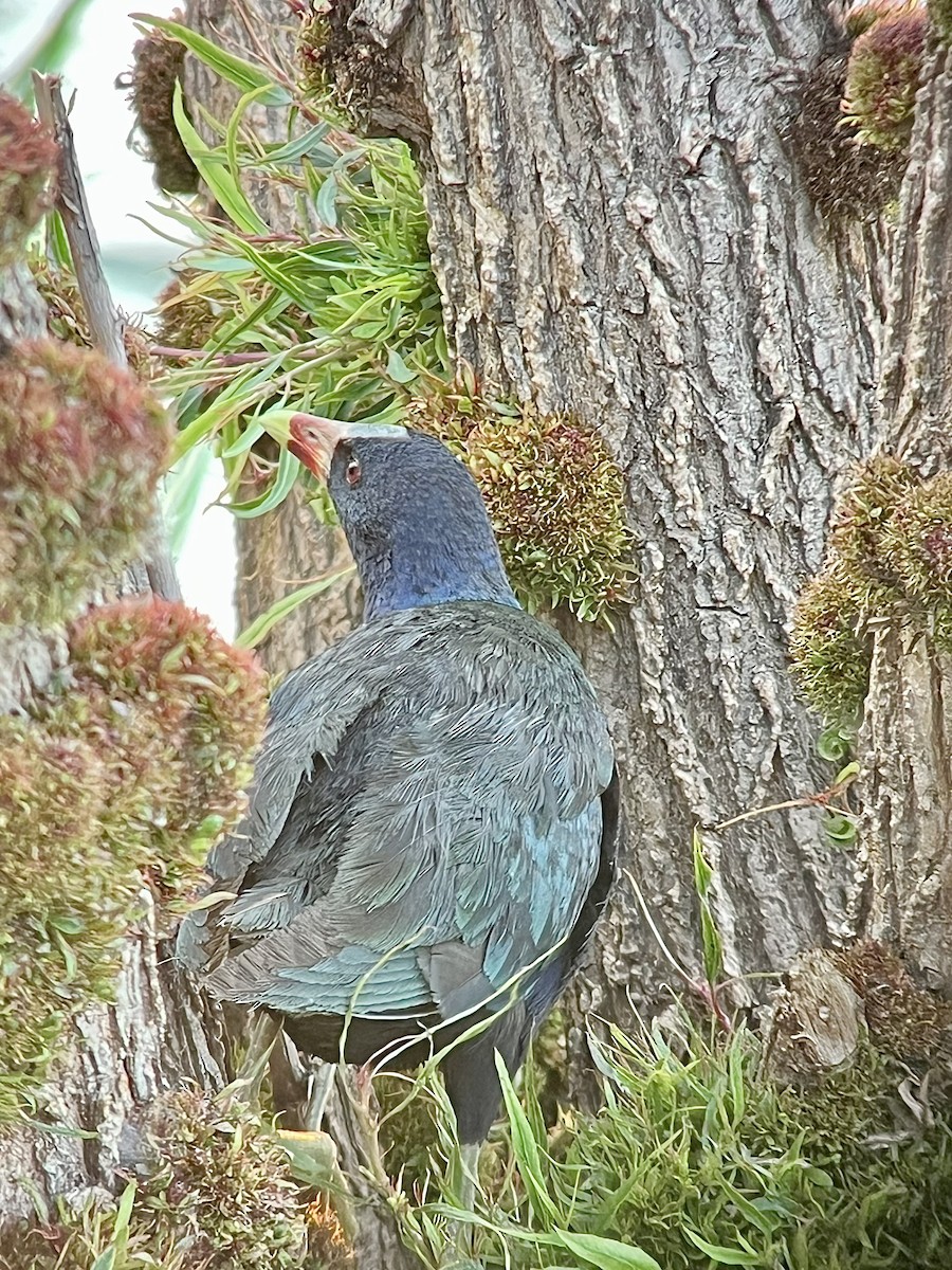 Purple Gallinule - ML640034504