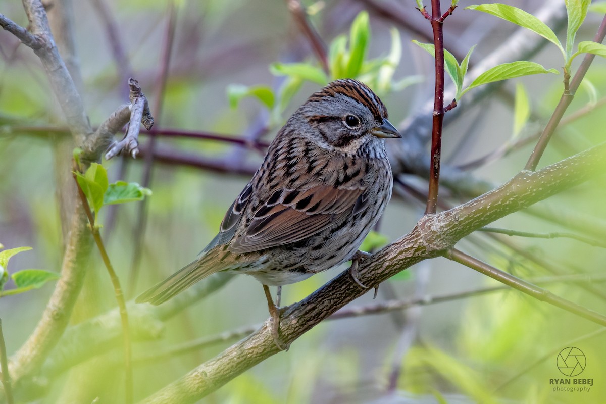 ヒメウタスズメ - ML640034506