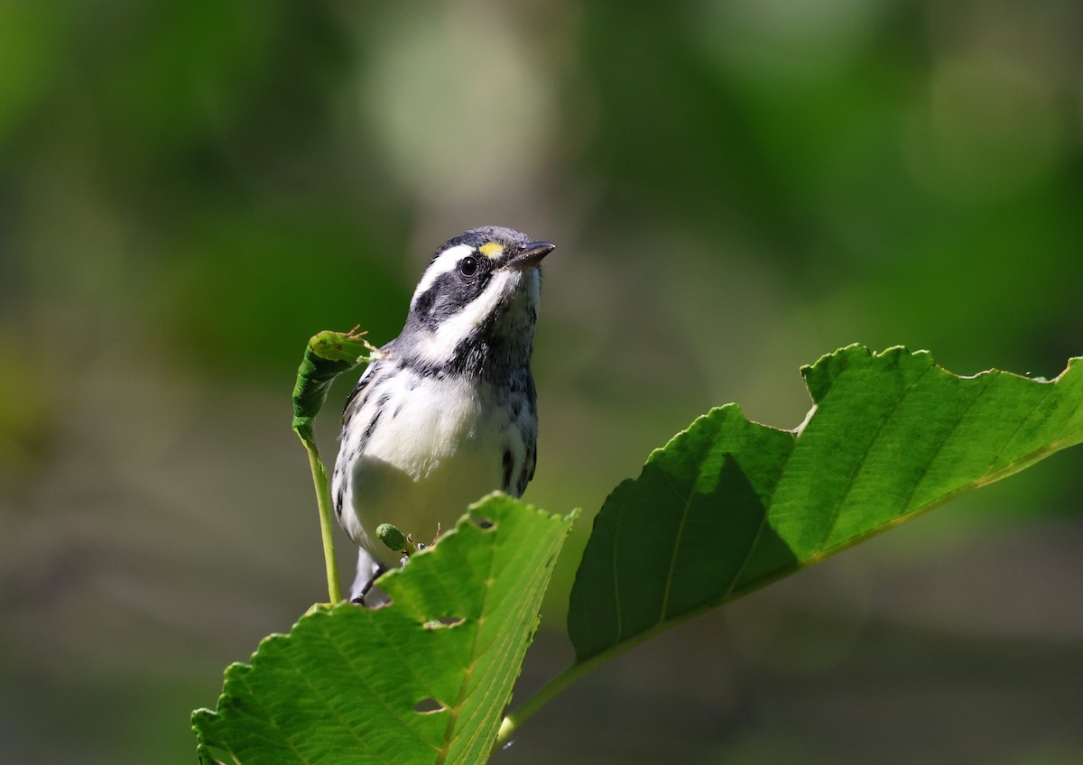 Black-throated Gray Warbler - ML640034575