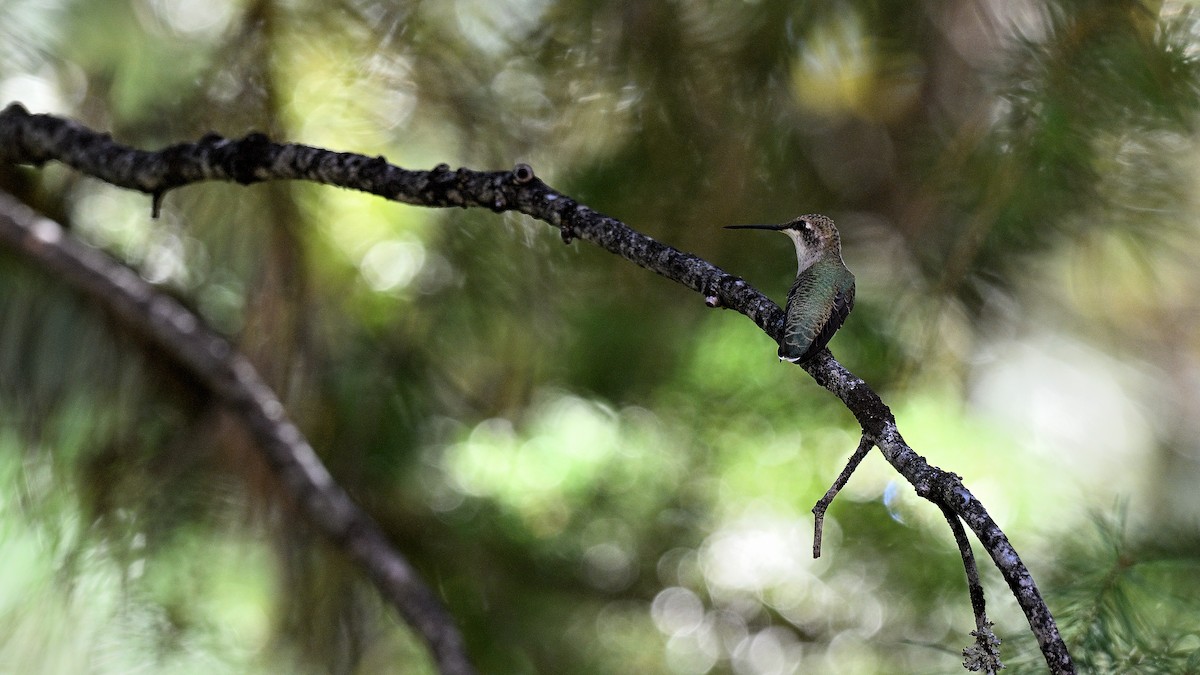 Colibri à gorge noire - ML640034580