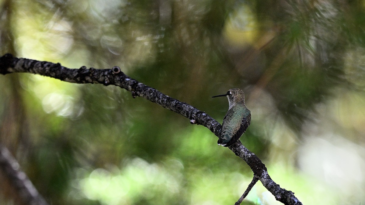 Colibri à gorge noire - ML640034585