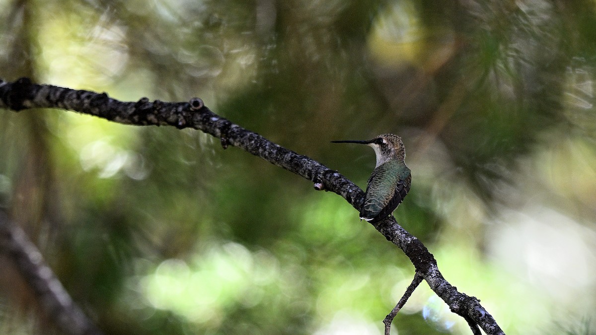 Colibri à gorge noire - ML640034645