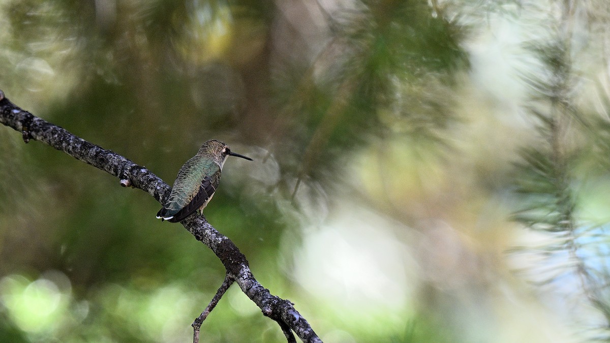 Colibri à gorge noire - ML640034669
