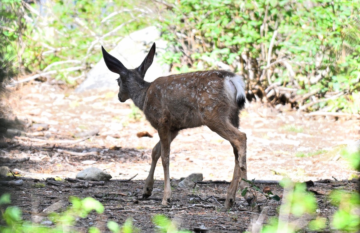 cerf de Virginie - ML640034697