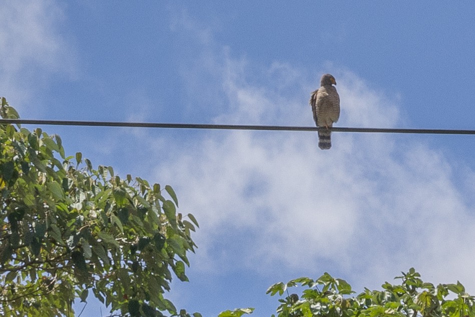 Roadside Hawk - ML640034711