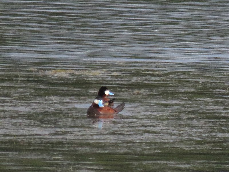 Ruddy Duck - ML640034714