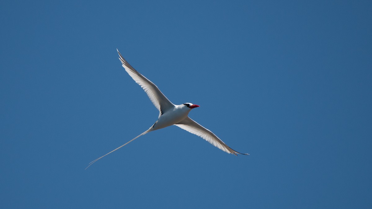 Red-billed Tropicbird - ML640034830