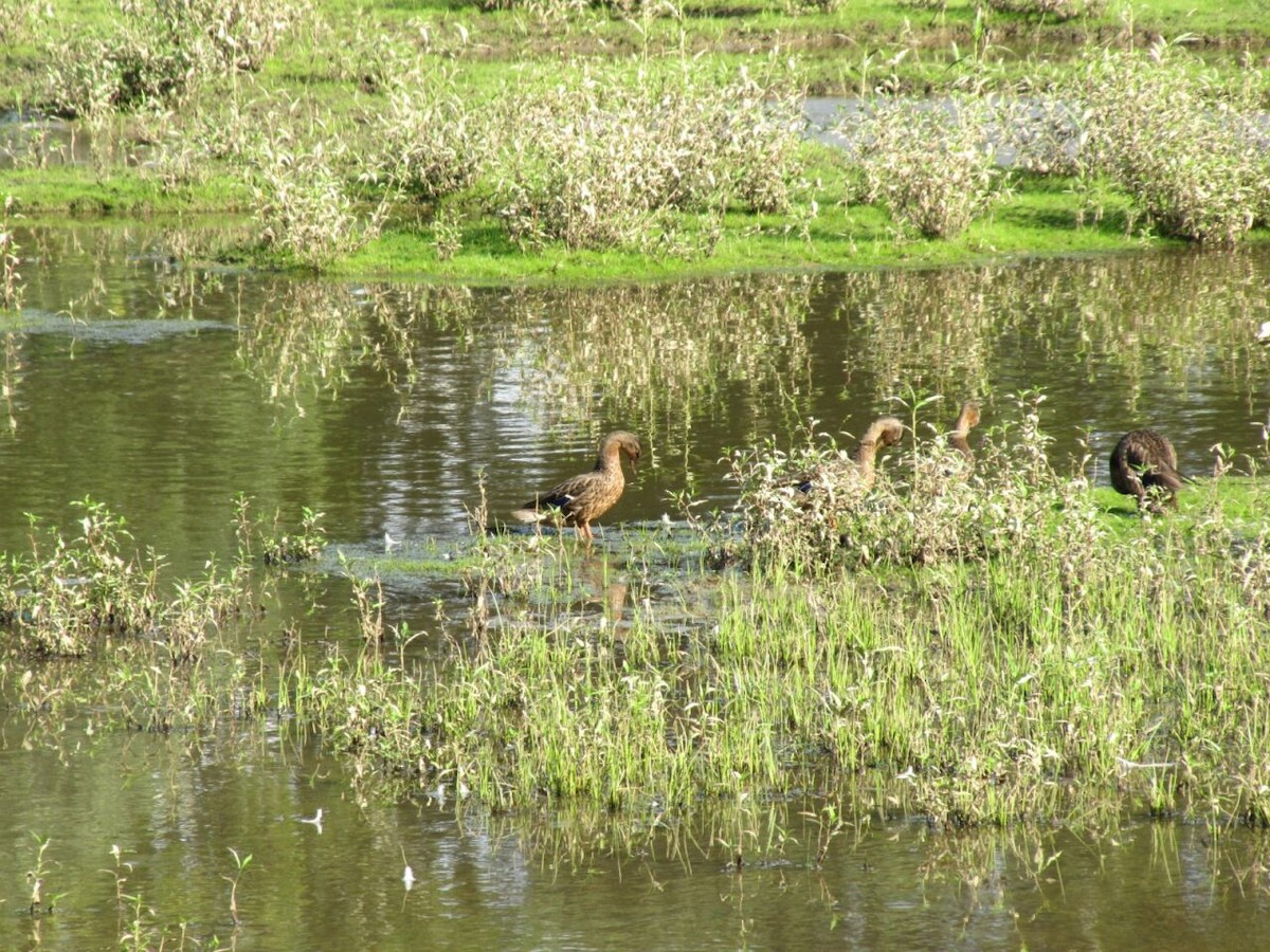 Зэрлэг нугас - ML640034834