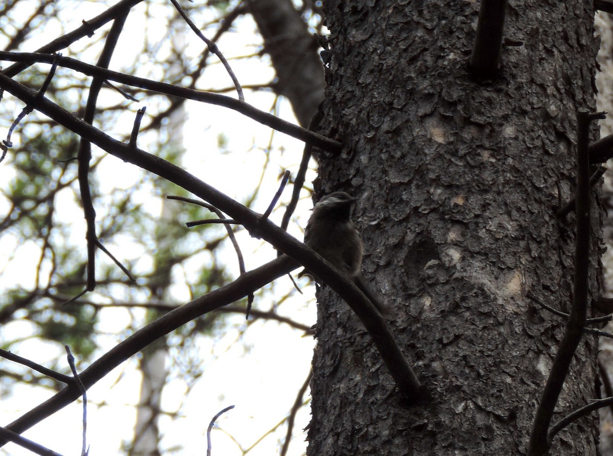 Boreal Chickadee - ML640034854