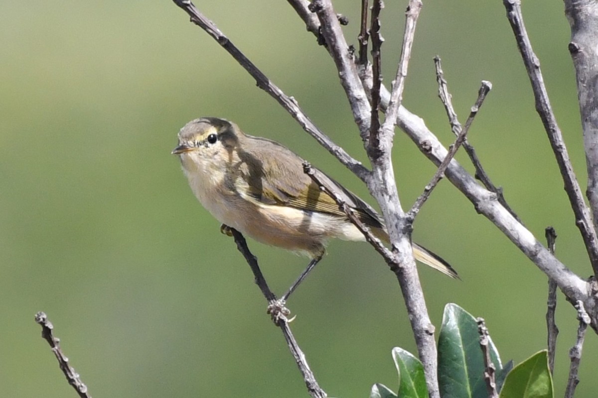 Canary Islands Chiffchaff - ML640034925