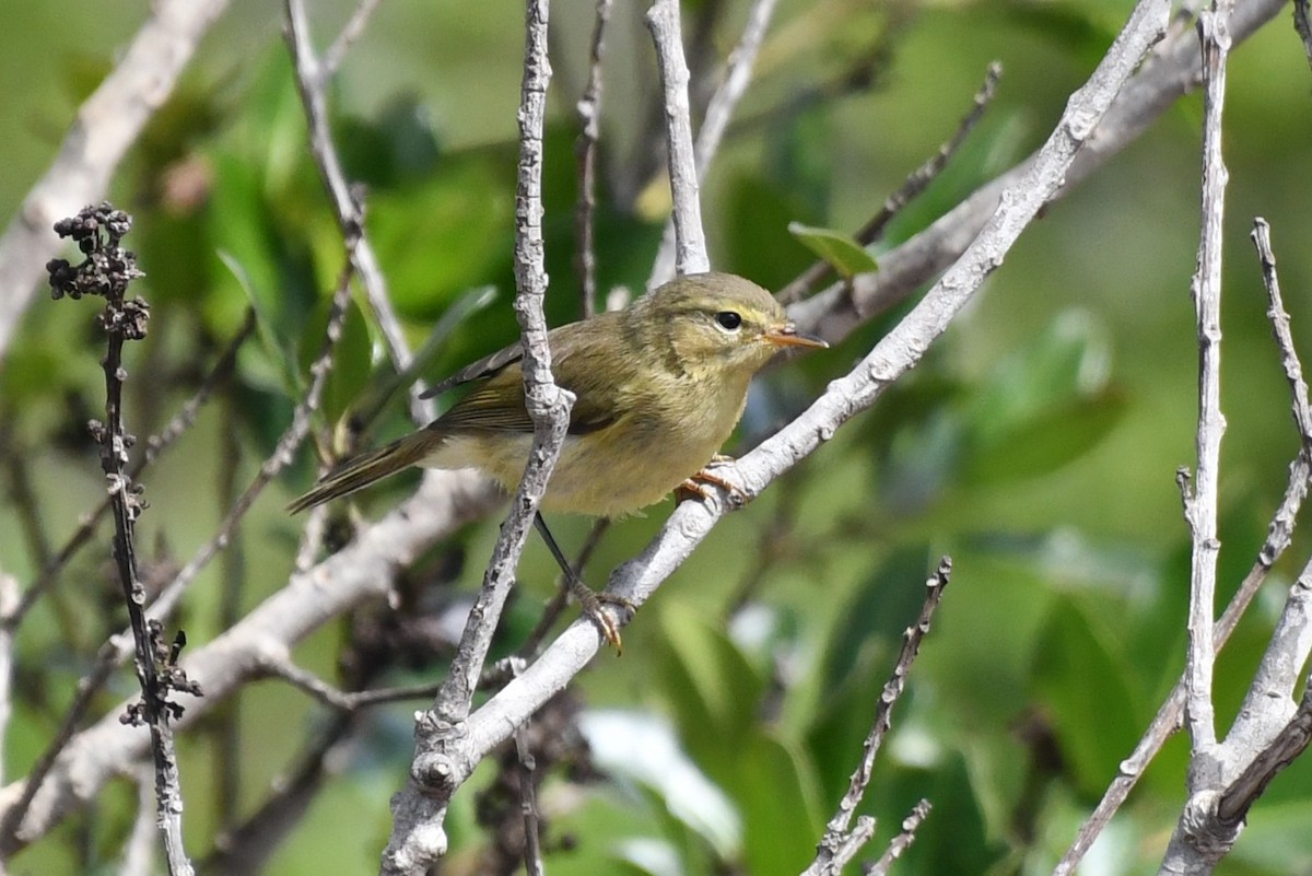 Canary Islands Chiffchaff - ML640034926
