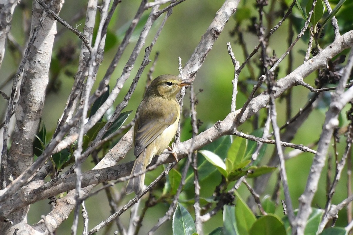 Canary Islands Chiffchaff - ML640034928