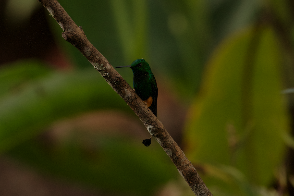 Rufous-booted Racket-tail (Anna's) - ML640034932