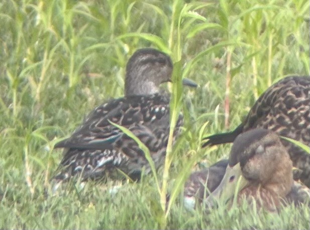 Green-winged Teal - ML640034933