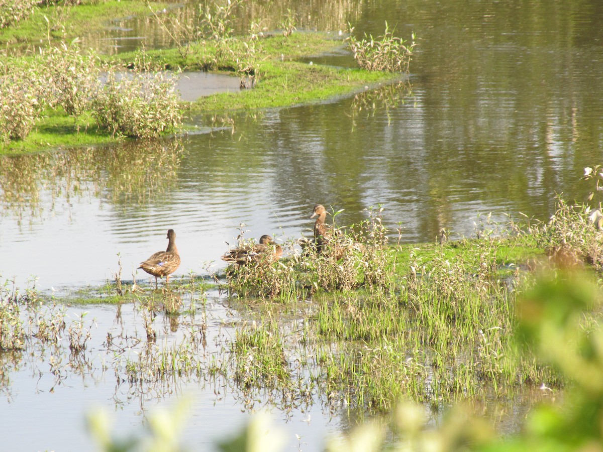Зэрлэг нугас - ML640034950