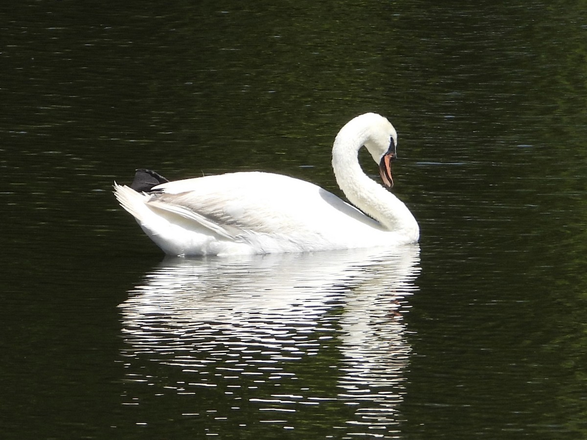 Höckerschwan - ML640034951