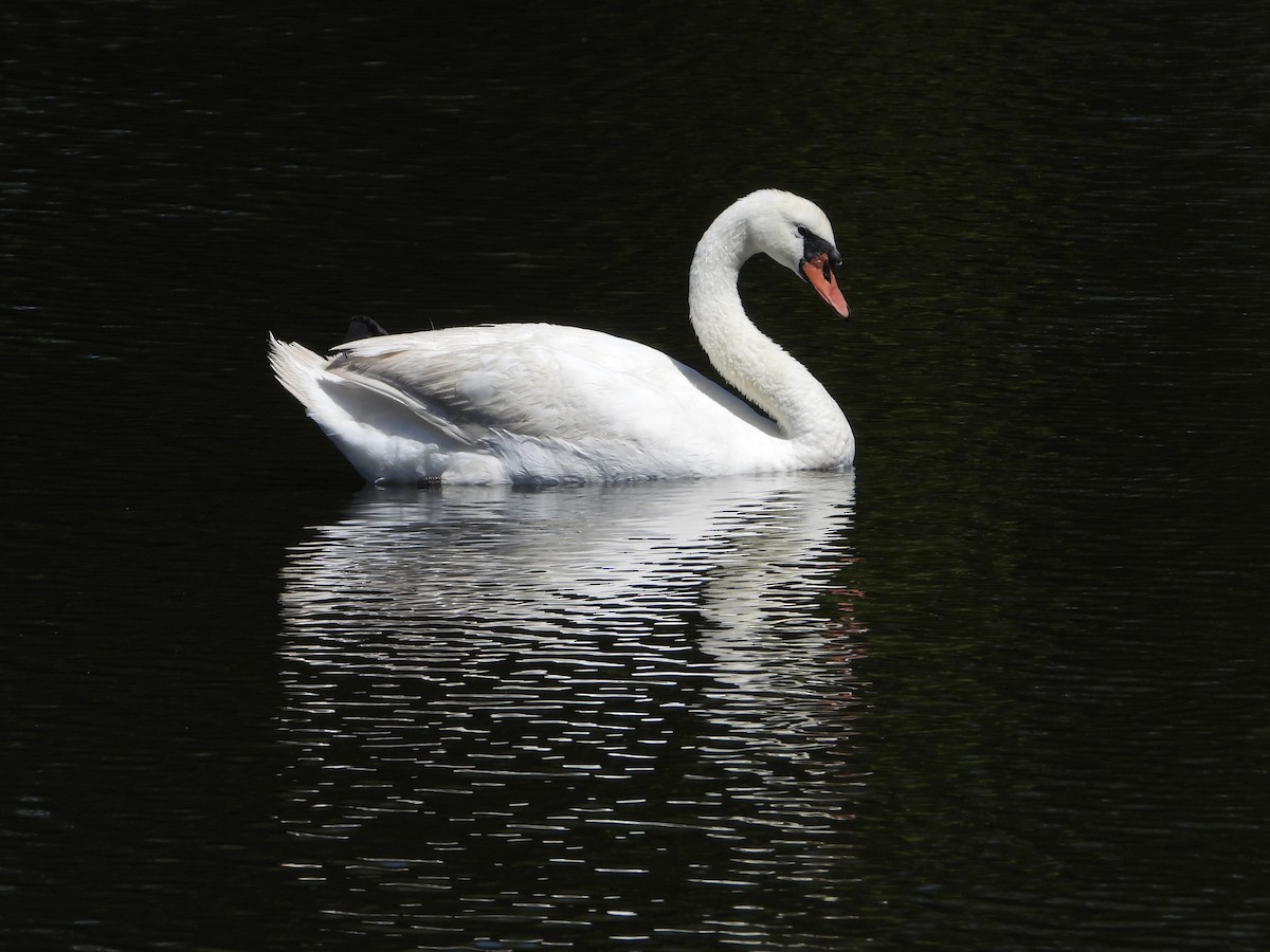 Höckerschwan - ML640034952