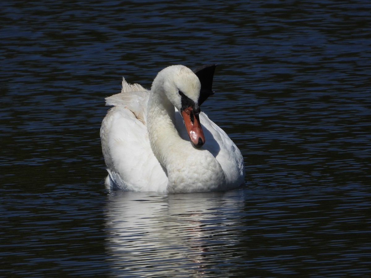 Höckerschwan - ML640034953