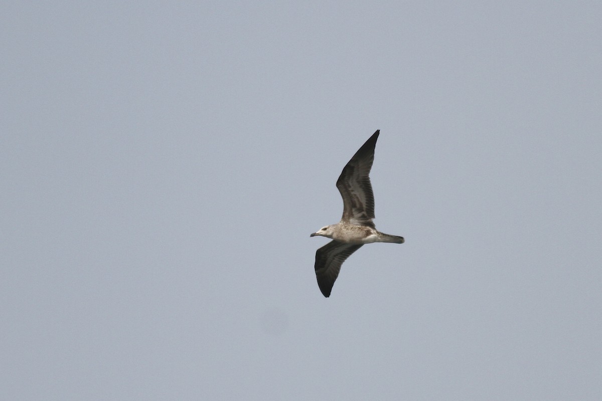 Audouin's Gull - ML640034969
