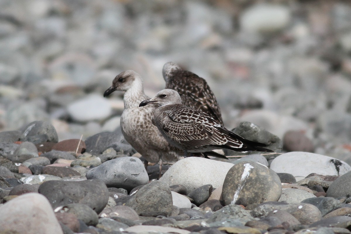Audouin's Gull - ML640034970
