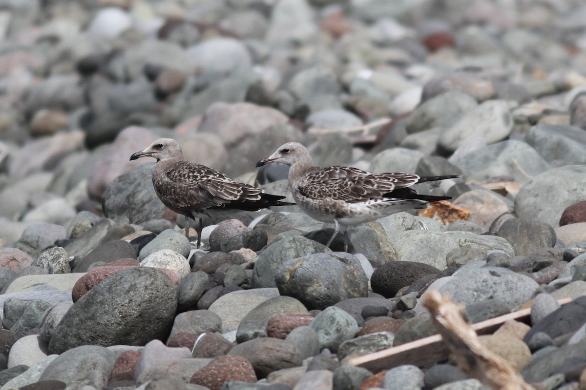 Audouin's Gull - ML640034972