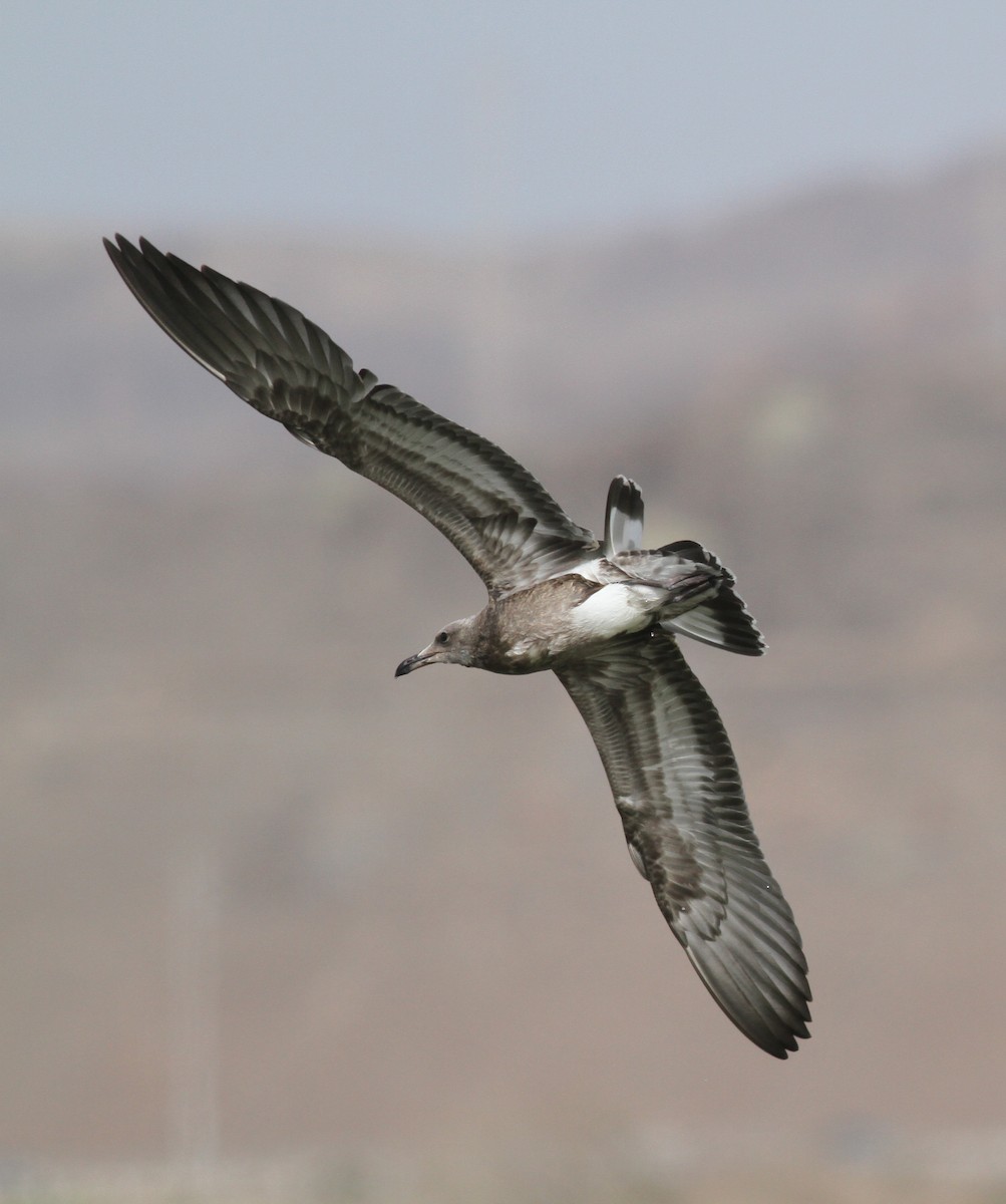 Audouin's Gull - ML640034973