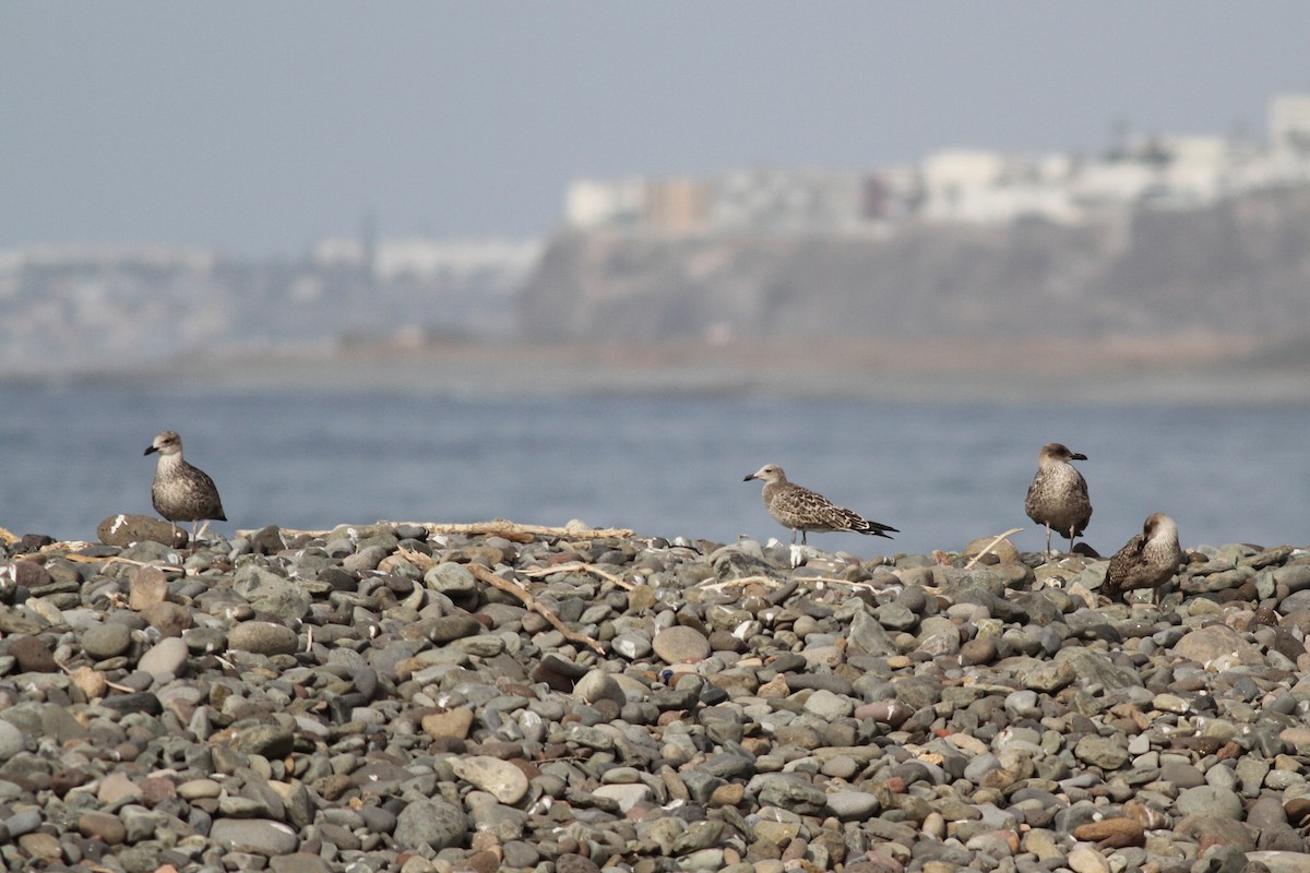 Audouin's Gull - ML640034974