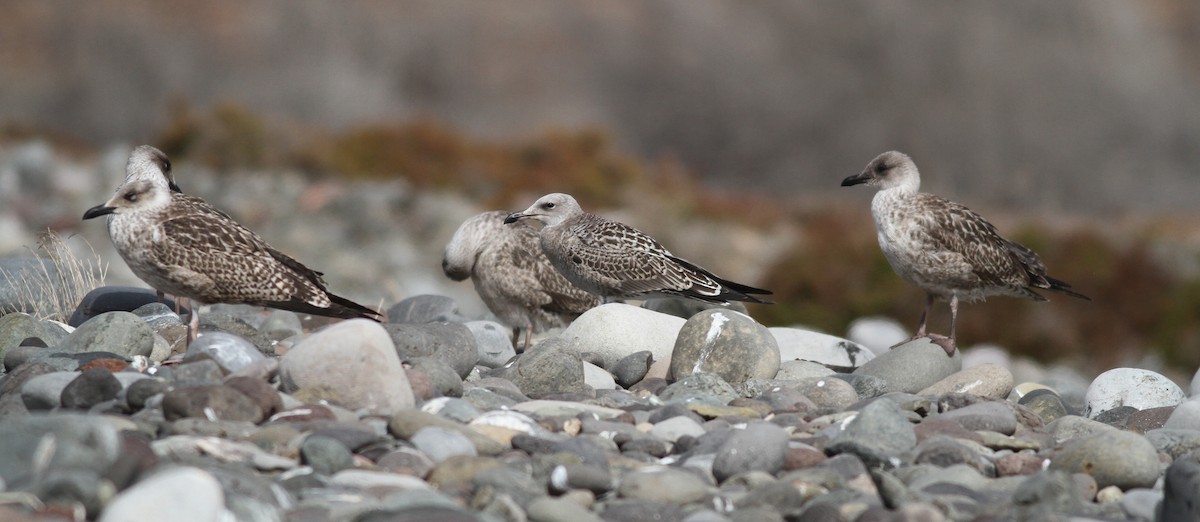 Audouin's Gull - ML640034975