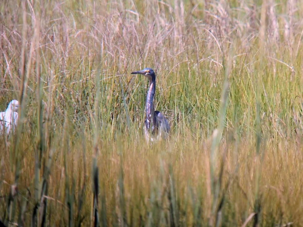 Tricolored Heron - ML640034992